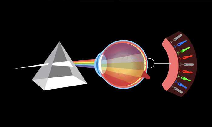 a graphic of the human eye receiving split colors from a prism