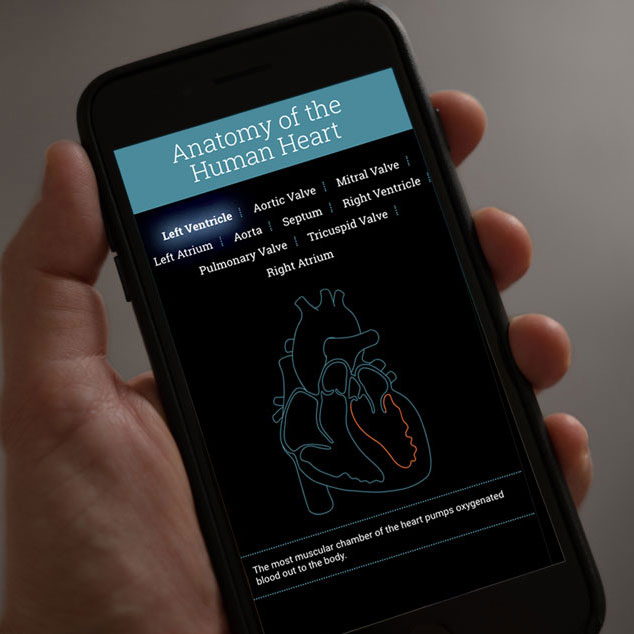 a simple human heart illlustration