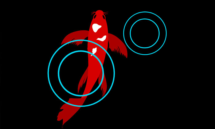 still from animated SVG of a koi fish swimming