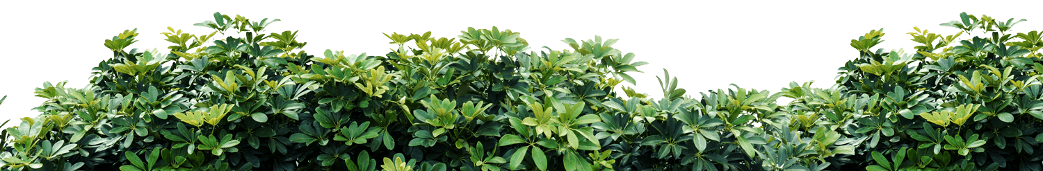 Leaves at the tops of trees which move as the mouse scrolls