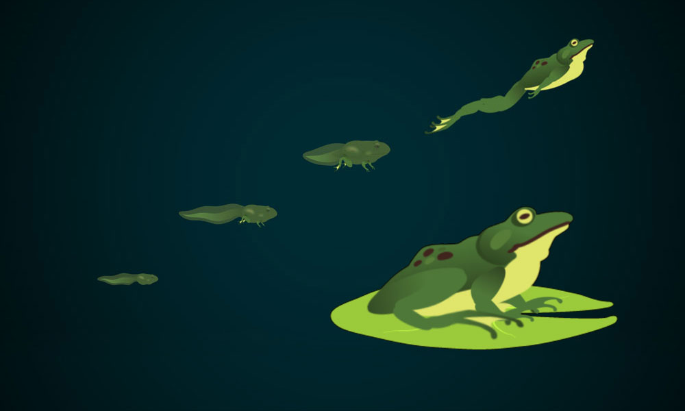 illustration of a frog and the frog life cycle from tadpole